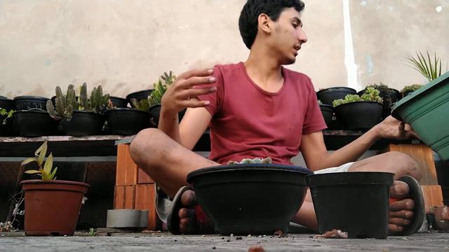 SUCULENTA ECHEVERIA BLUE SKY смотреть онлайн