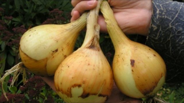 Лук из семян за один сезон! Я выбираю эти сорта.. смотреть онлайн