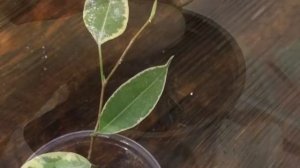 Фикус Бенджамина. Формирование кроны. Укоренение черенков