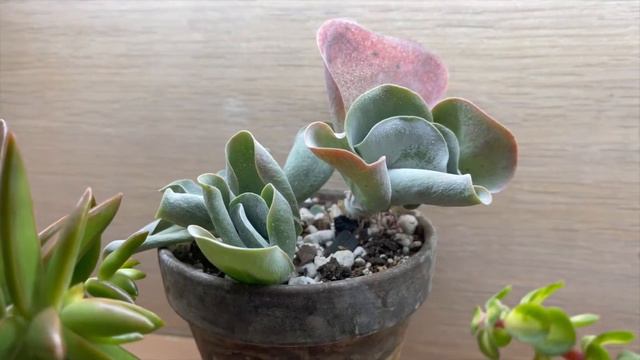 Succulent Houseplant Tour - Grow Cabinet - ASMR whispering, tapping смотреть онлайн