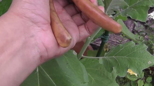 How To Grow Green Eggplant / Green Brinjal - Thai Eggplant Growing