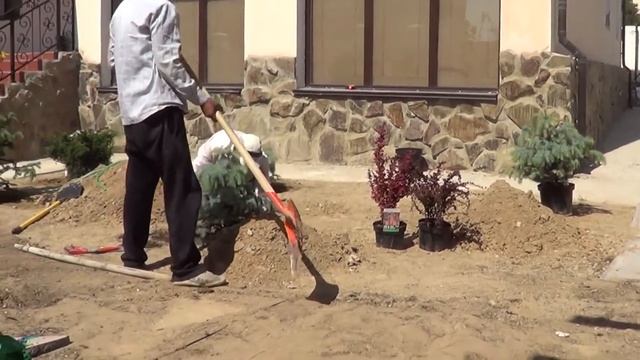 Посадка хвойных растений Июнь месяц смотреть онлайн
