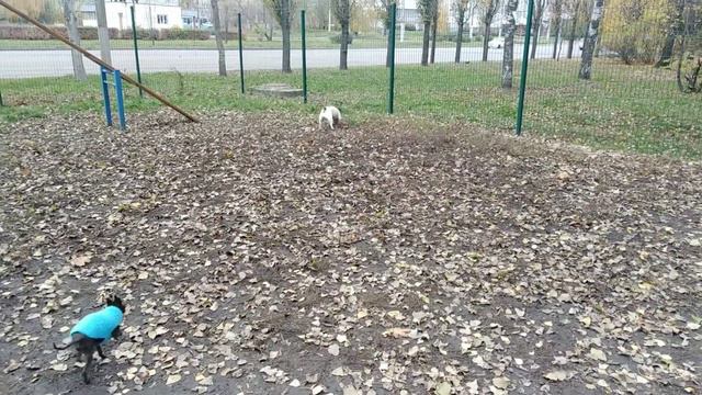 Гуляем на площадке для собак. Мартик и Тэя. смотреть онлайн