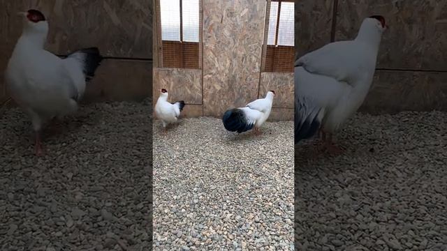 Белый ушастый фазан смотреть онлайн