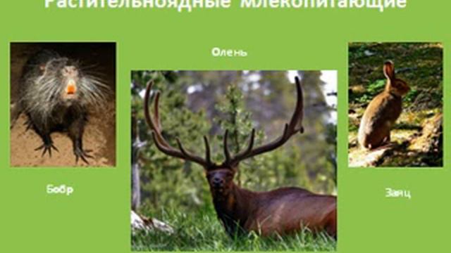 Хищные животные смотреть онлайн