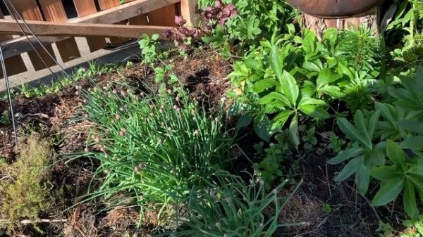 Building Soil from Seaweed in Mollie & Dan's Garden