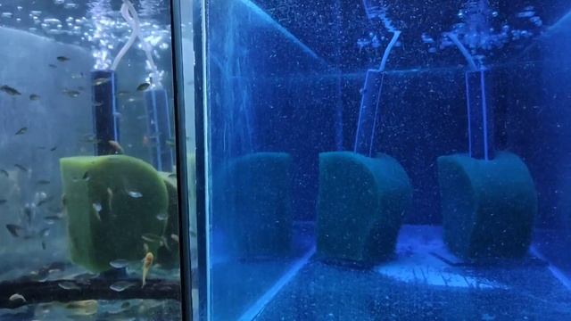 Неон красный и данио на нерест ремонты и другое... смотреть онлайн