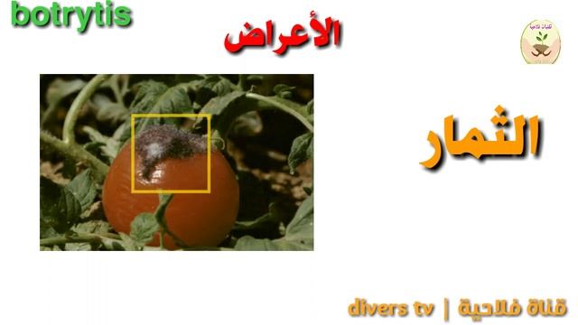 اجي تستافد ؟  مرض البوتريتيس  |   Botrytis Sur Tomate  Et Framboise