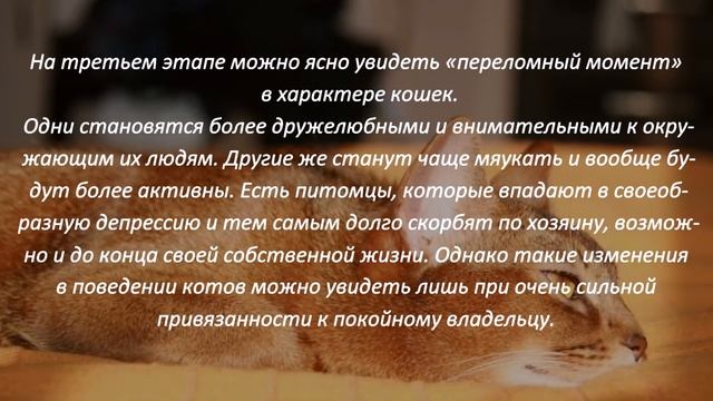 Как реагируют кошки на уход из жизни своих хозяев How do cats react to the death of their owners смотреть онлайн
