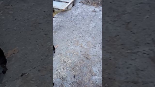 Сходил за родниковой водой смотреть онлайн