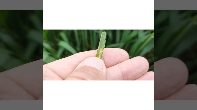 фунгицидная обработка: нужно ли ее проводить? смотреть онлайн