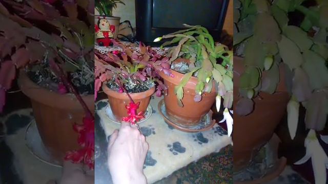 вот и зацвели мои красавчики рождественики, мои хорошие смотреть онлайн