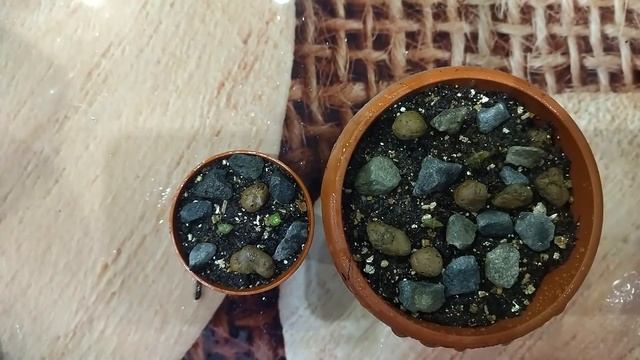 Рассаживаю кактусы из семян спустя 5 недель. Абутилоны из семян и судьба погибших из-за мошек.