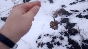Ловля рогатого жаворонка.