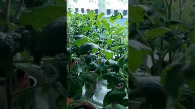 6 апреля'опять снег