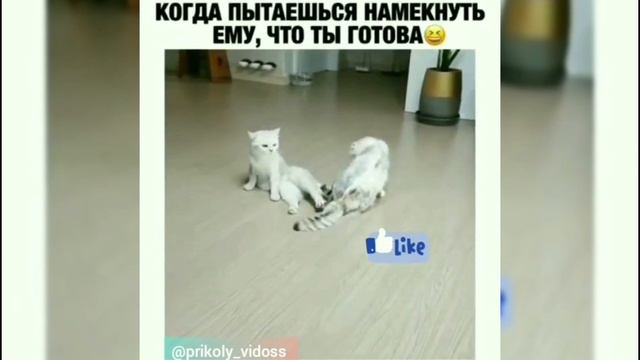 Домашние животные прикол 2020😂 смотреть онлайн