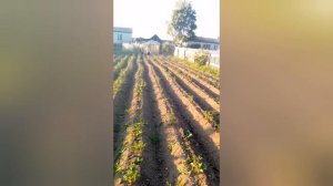 Самодельный окучник из мотокультиватора крот