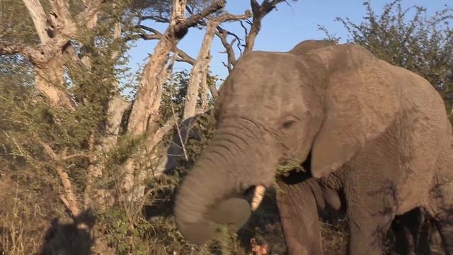 Sound of the African Bushveld, Elephants - AFRICAN WILDLIFE смотреть онлайн