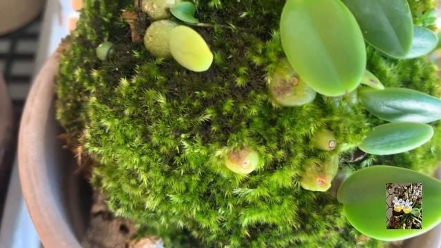 Орхидеи на блоках. Часть 1 .Моя мини коллекция орхидей. Уход. смотреть онлайн