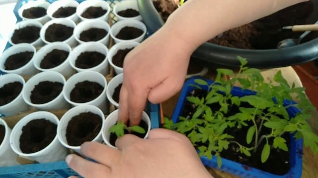 Пикировка томатов. Делюсь своим способом))