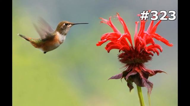 #323. Колибри (В мире животных) смотреть онлайн