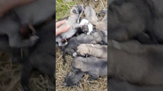 Щенков выбросили в мусор я их забрал на передержку смотреть онлайн