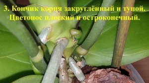 Как отличить цветонос, корень или детка у орхидеи || Что растёт на орхидеи