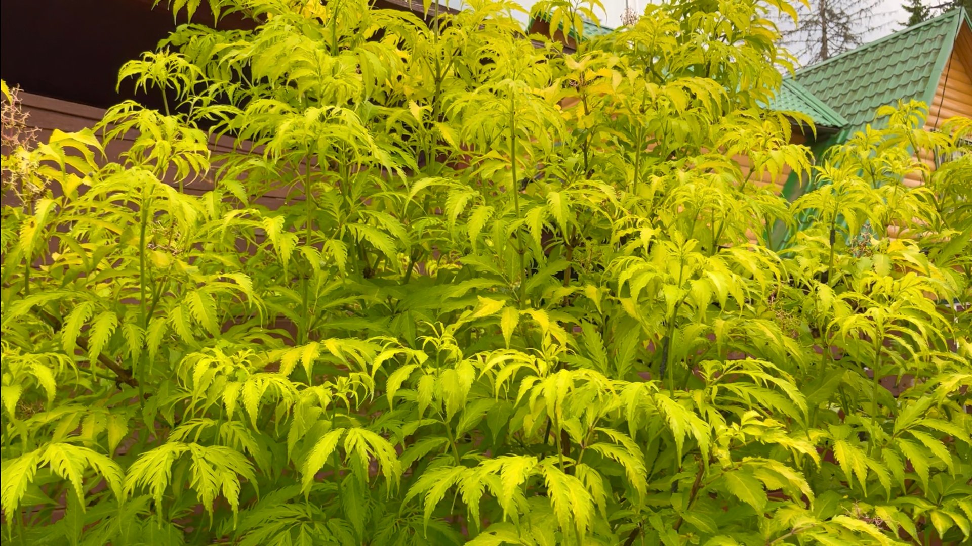 БУЗИНА. ВЕЛИКОЛЕПНАЯ ПРОСТУШКА. Сорта декоративной бузины. Дачный креатив. смотреть онлайн