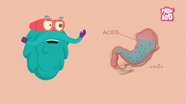 Digestive System | The Dr. Binocs Show | Learn Videos For Kids