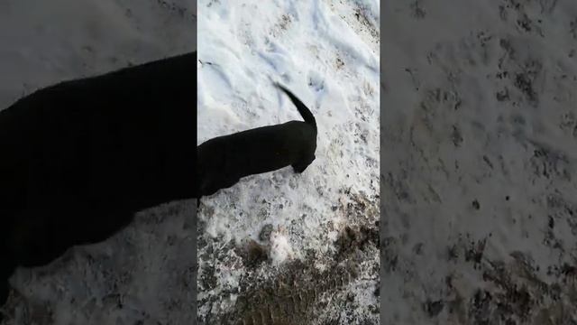 На Энгельса 104 примерно Березники Пермский край живут 6 щенков#помогите их раздать смотреть онлайн