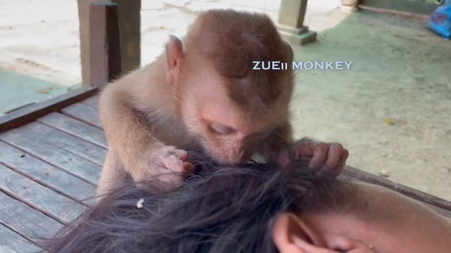 ASMR Monkey Grooming Oddly Satisfying Anxiety Relief Relaxing смотреть онлайн