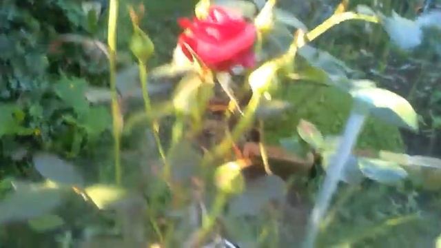 61.# 31ИЮЛЯ МОИ РОЗЫ, ЗАЦВЁЛ ЧЕРЕНОК. смотреть онлайн