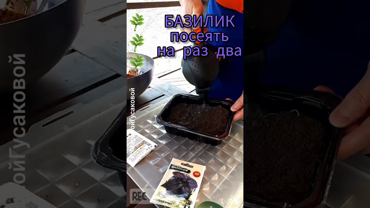 БАЗИЛИК БУКЕТНЫМ СПОСОБОМ сею просто и быстро | с Мариной Гусаковой смотреть онлайн