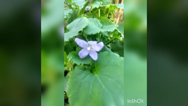 ЦВЕТОЧКИ смотреть онлайн