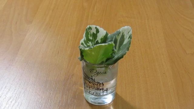 ПЛОХО РАСТУТ КОРНИ У ФИАЛКИ. НЕ УКОРЕНЯЕТСЯ . смотреть онлайн