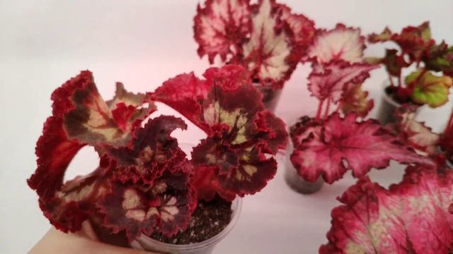 Бегонии LeRex (часть 1). смотреть онлайн