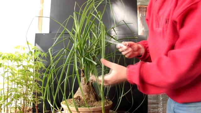 Ponytail Palm Bonsai, Oct 2016 смотреть онлайн