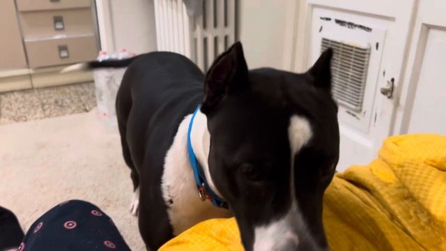 Стаффорд ХАРД ПРОСИТЬСЯ НА УЛИЦУ:#амстафф смотреть онлайн