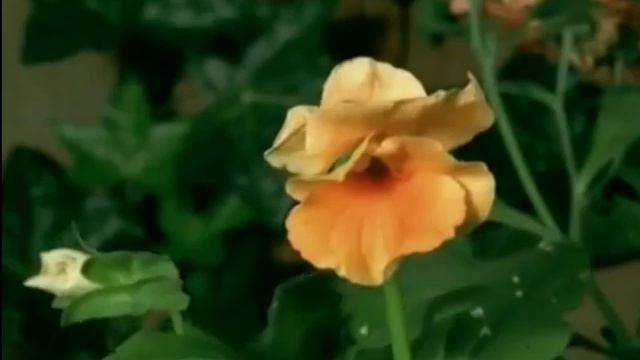 Не тратьте жизнь на тех, кто вас не ценит! смотреть онлайн