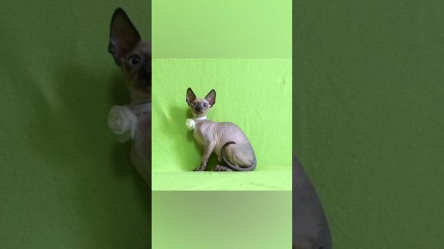 Тимона, корниш-рекс