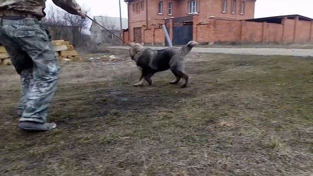 Питомник КО Подарок с характером г.Ставрополь(1) смотреть онлайн