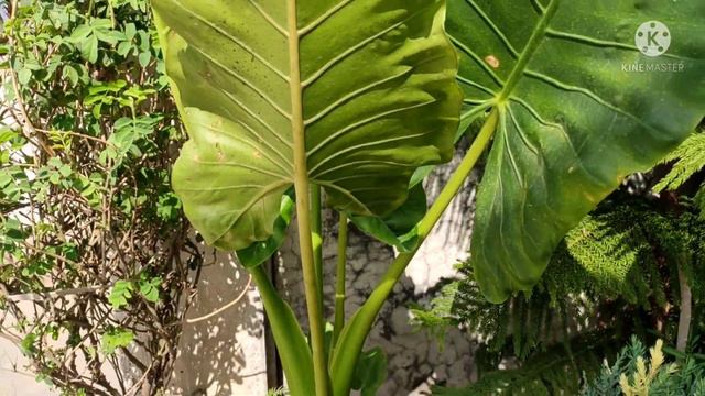 Elephant Ear/Alocasia Plant Care In Hindi|| Full Plant Care||हाथी कान पौधा смотреть онлайн