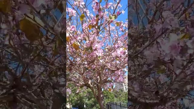 г.Хайфа Цветут деревья. смотреть онлайн