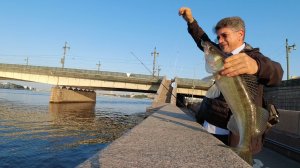 Судак на Неве |август 2024  06-30 утра