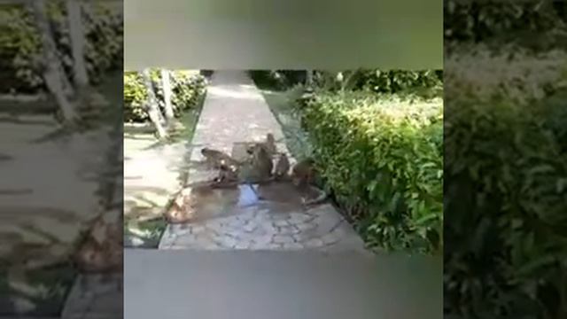 Смешные животные и их дети.(funny animals and their babies) смотреть онлайн