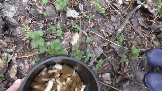 СХОДИЛИ ПО ГРИБЫ В ЛЕС И ПРИГОТОВИЛ ИХ! ВКУСНЯТИНА ЗА УШИ НЕ ОТТЯНЕШЬ! смотреть онлайн