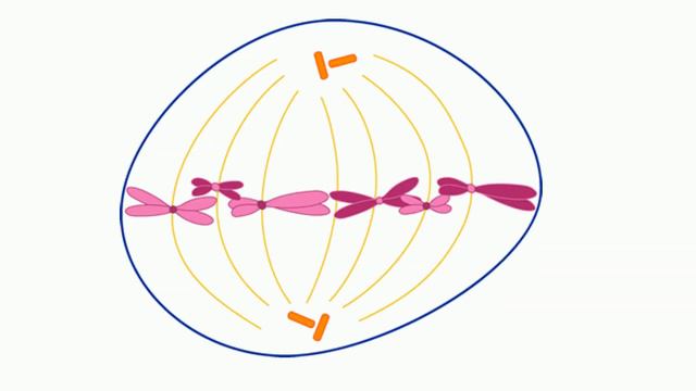 What happens during metaphase? смотреть онлайн