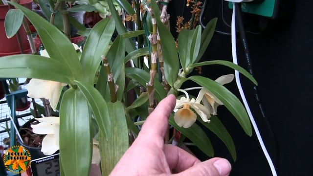 Some Blooms, Some Chat, Some Rain and a Cat смотреть онлайн