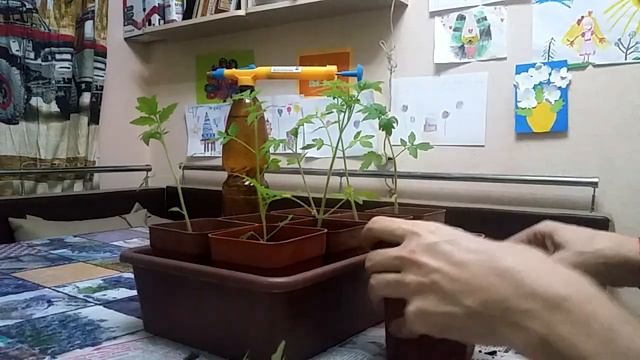 Выдёргиваем и садим помидоры поглубже смотреть онлайн