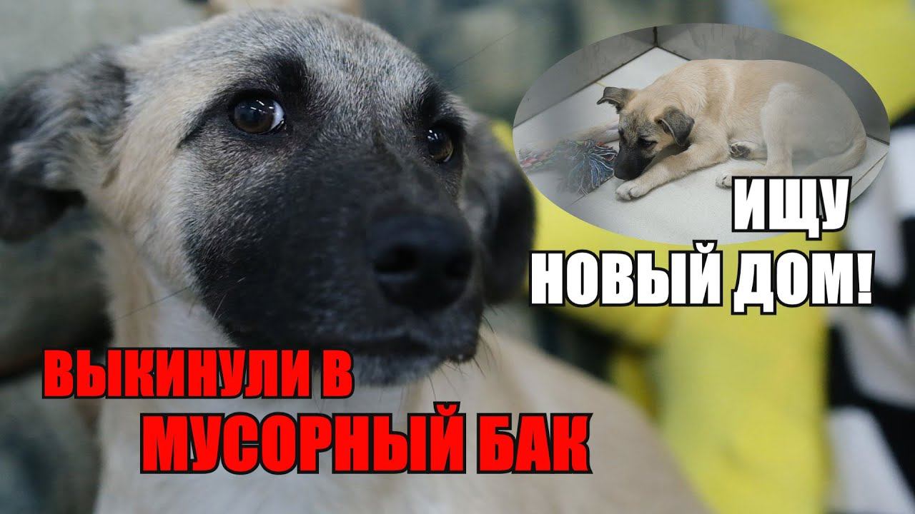 Щенка выкинули в мусорный бак... Джесси ищет дом смотреть онлайн